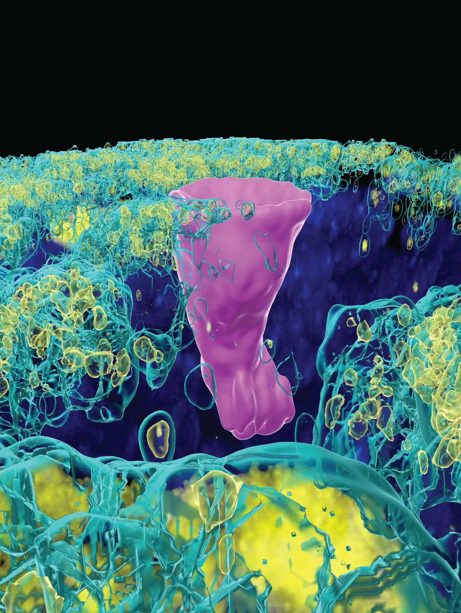 Pulmonary-Ionocyte-in-an-Airway-1542x2048.webp