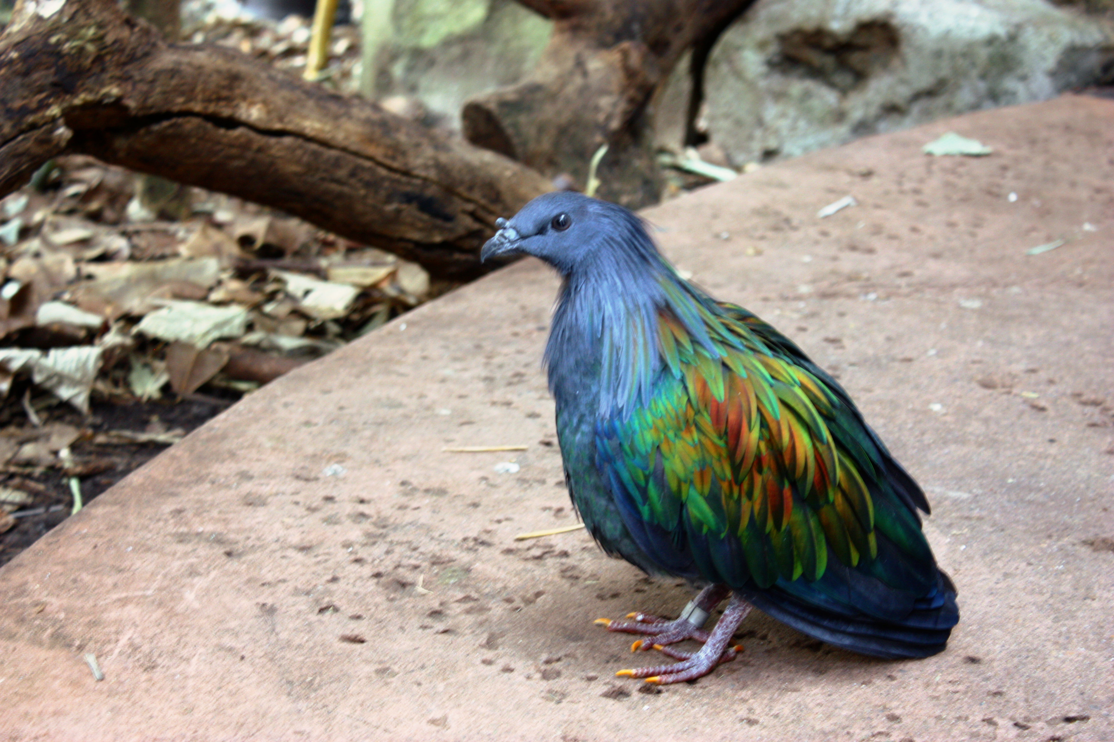 Caloenas_nicobarica_-Taronga_Zoo-8a.jpg