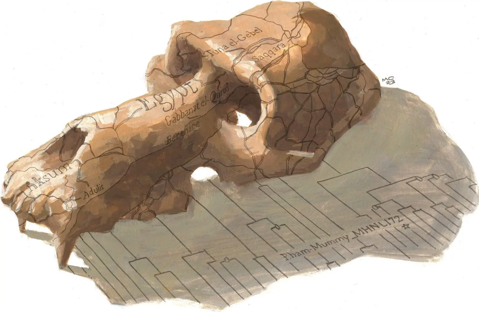 The-First-Sequenced-Mitogenome-of-a-Mummified-Non-Human-Primate-1536x1000.webp