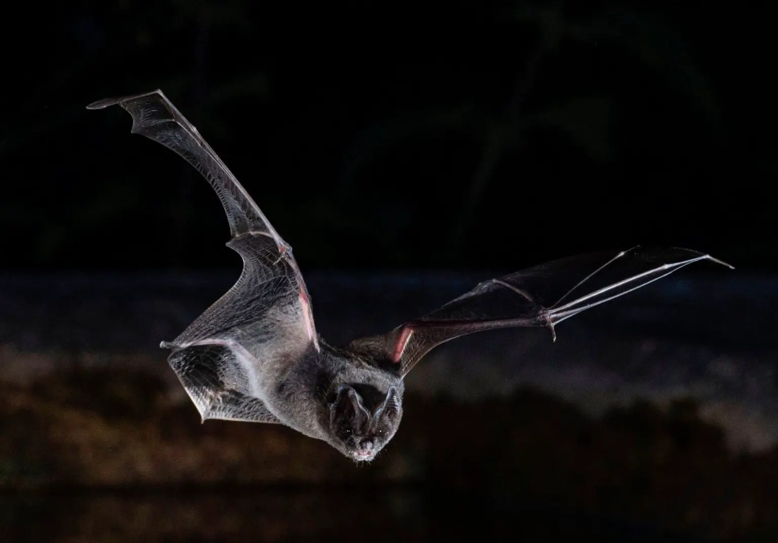 Barbastelle-Bat-1536x1072.webp