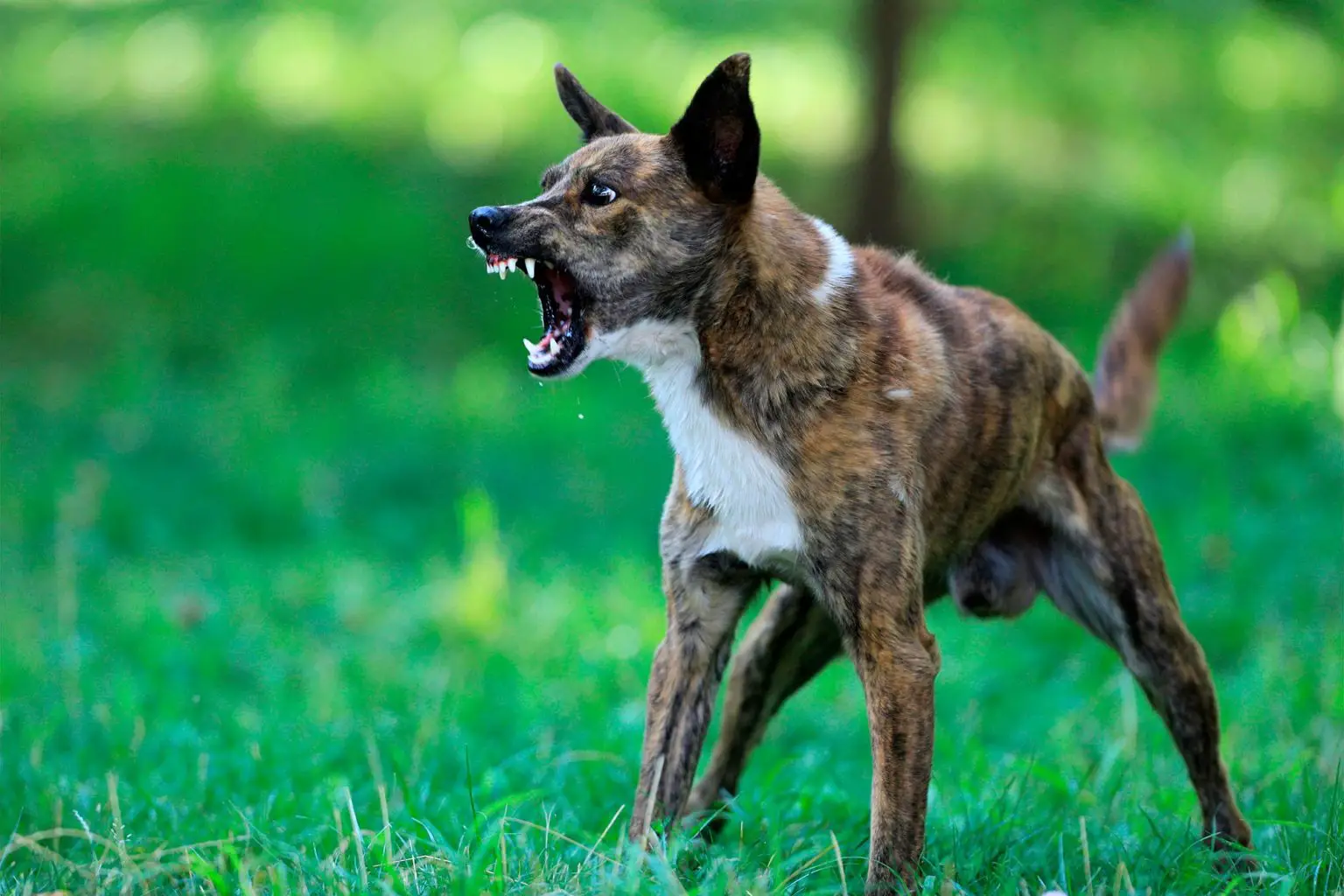 Angry-Agressive-Dog-1536x1024.webp