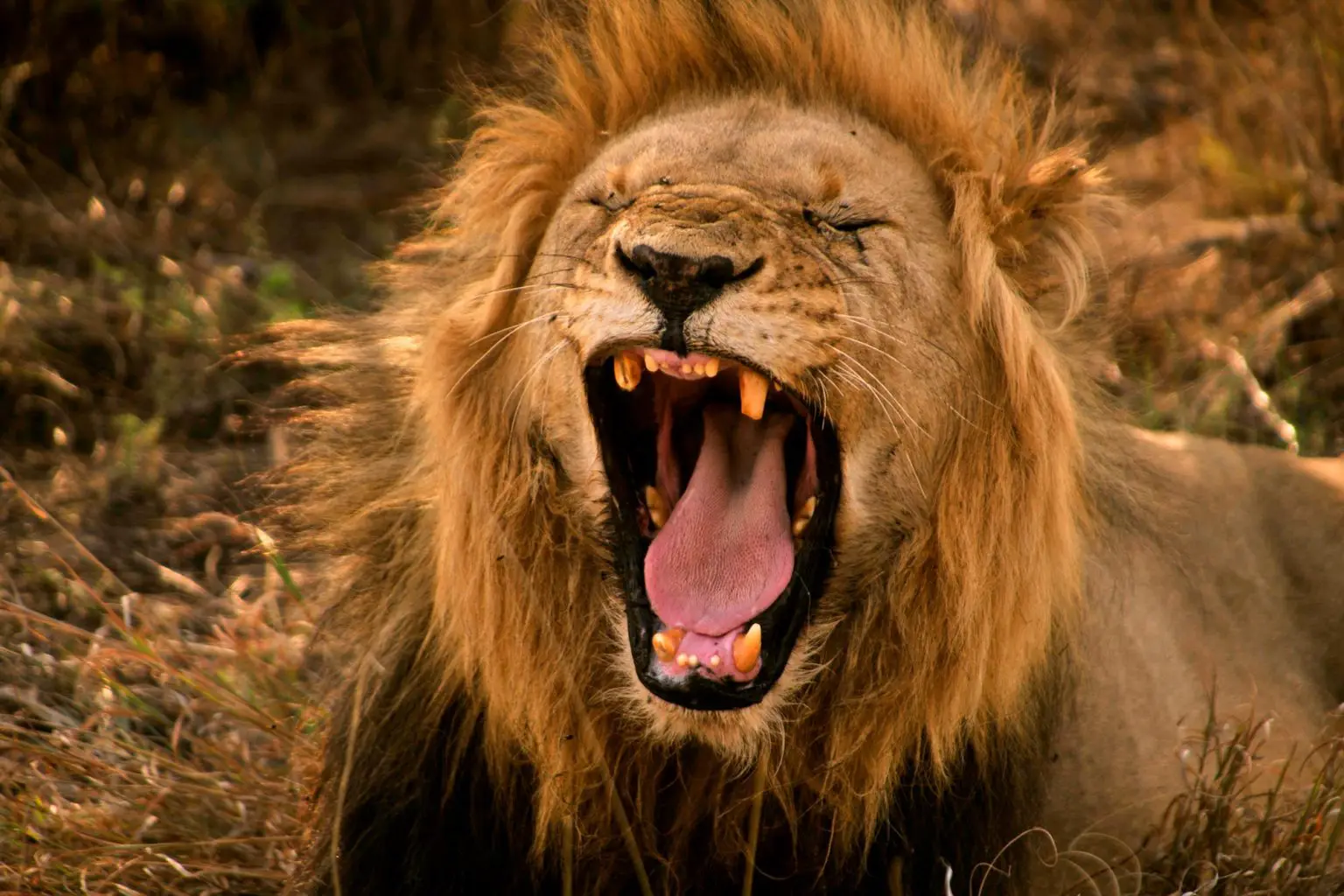 Lion-Roar-1536x1024.webp