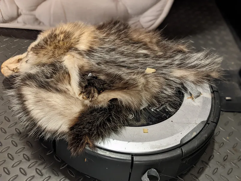 a-photo-of-a-roomba-that-is-mostly-covered-by-the-skin-of-a-raccoon.webp