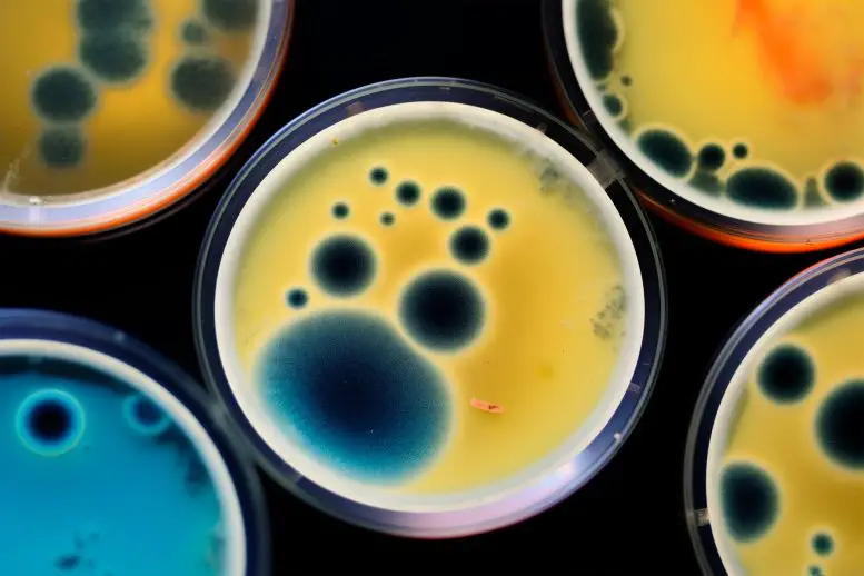 Superbug-Bacteria-Petri-Dish-Art-Illustration-777x518.webp
