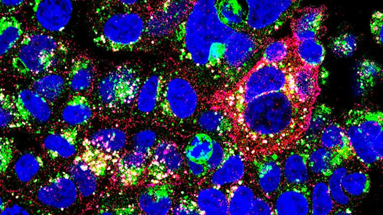 RD-43-Antibody-777x437.webp