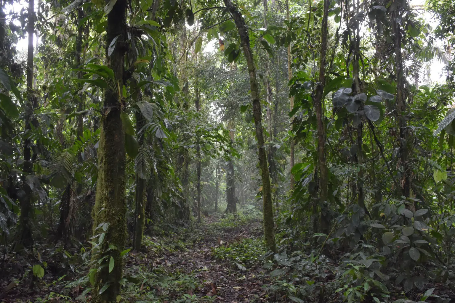 Neacomys-marci-Habitat-1536x1024.webp