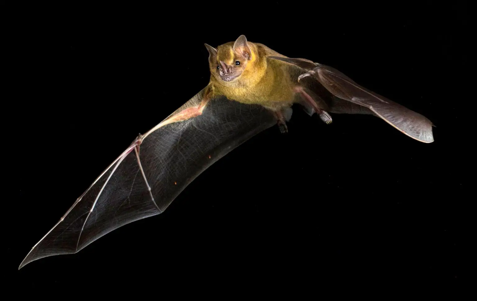 Jamaican-Fruit-Bat-Artibeus-Jamaicensis-1536x970.webp
