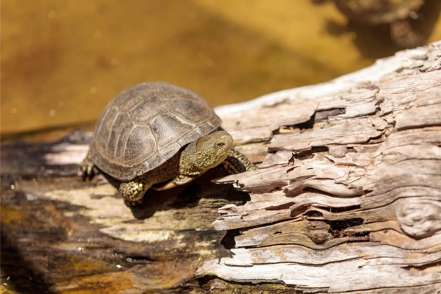 European-Pond-Turtle-1536x1024.webp