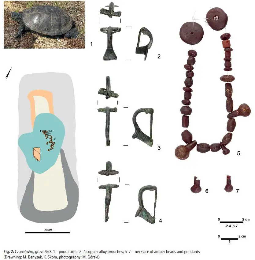 New-Analysis-Sheds-Light-on-Mystery-of-Turtle-Remains-Found-in-a-Roman-Iron-Age-Grave-in-Poland-Graphic.webp