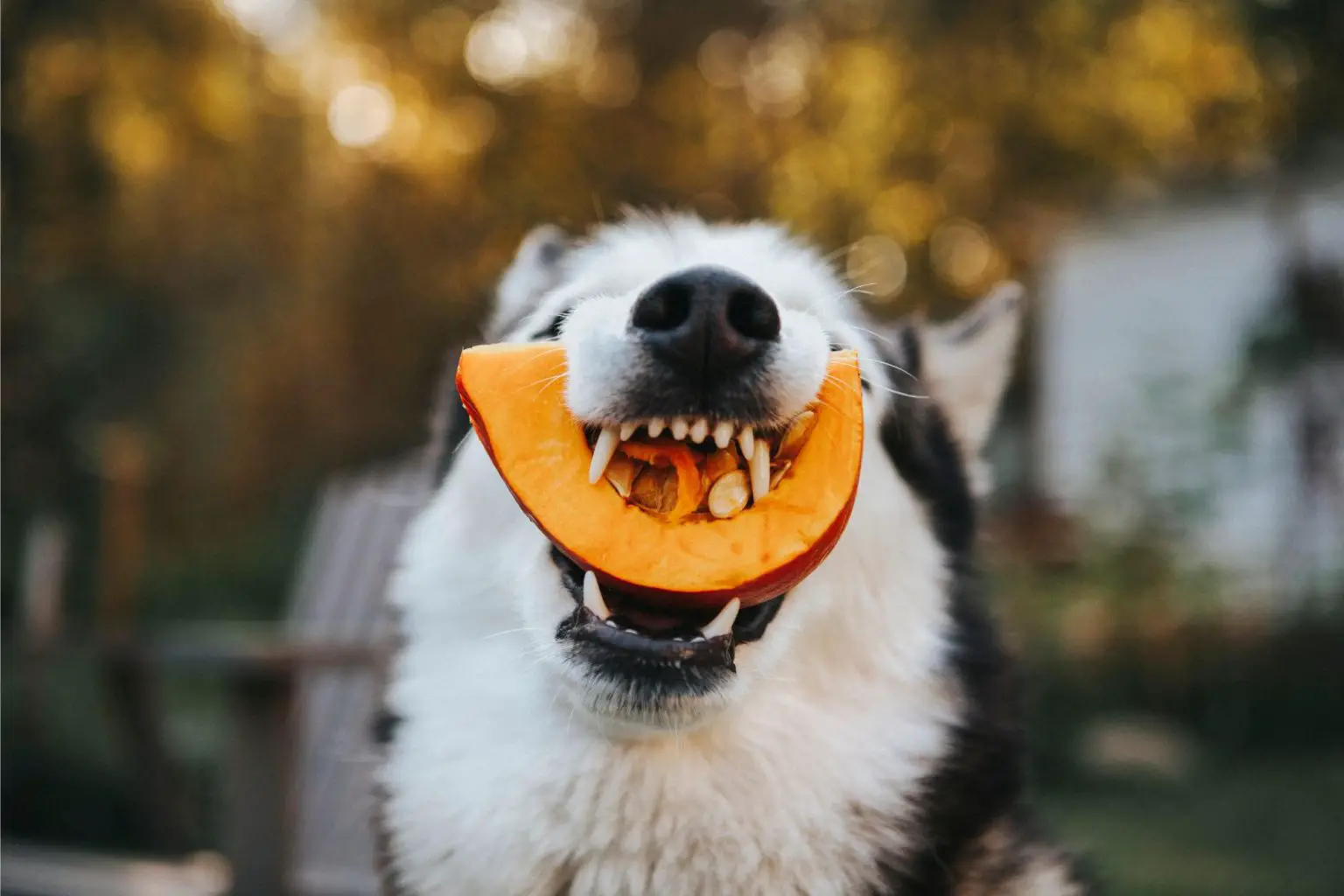 Husky-Eating-Pumpkin-1536x1024.webp