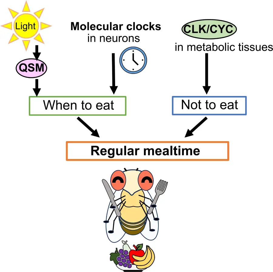 Molecular-Mechanisms-Behind-Regular-Feeding-Cycles-in-Fruit-Flies.webp