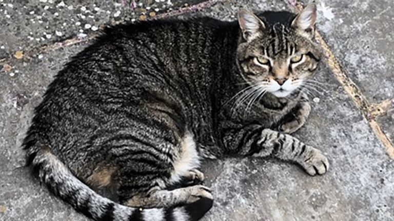 Cat-photo770.gif