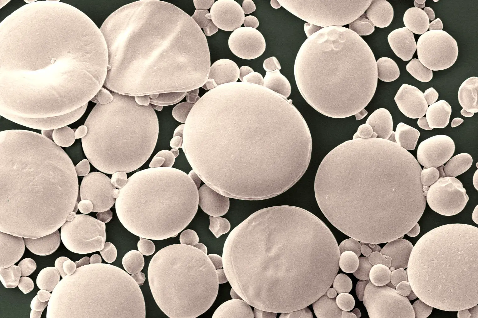 Wheat-Starch-Granules-Microscope.webp