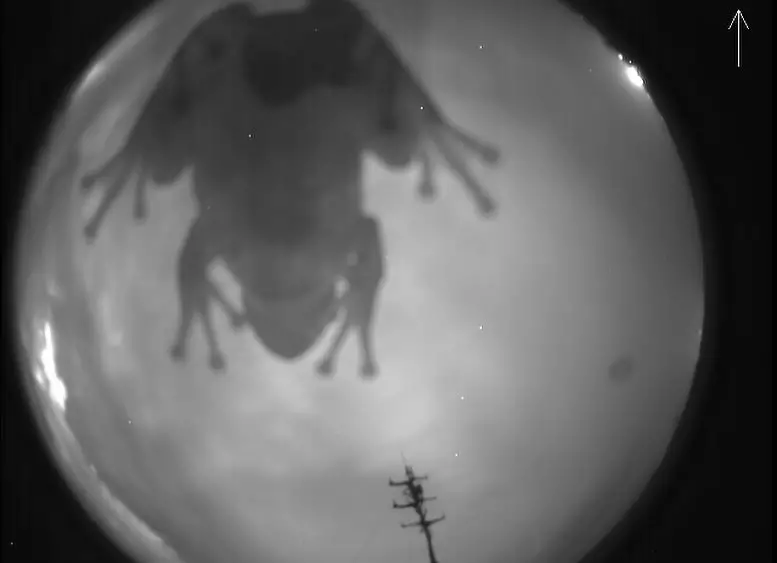 NASA-All-Sky-Fireball-Network-Frog.webp