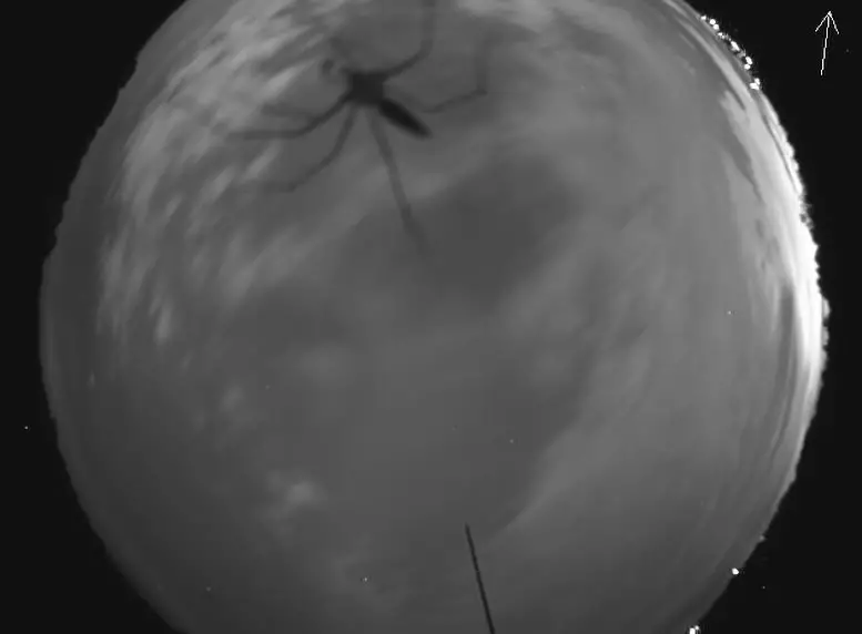 NASA-All-Sky-Fireball-Network-Creepy-Crawlies.webp