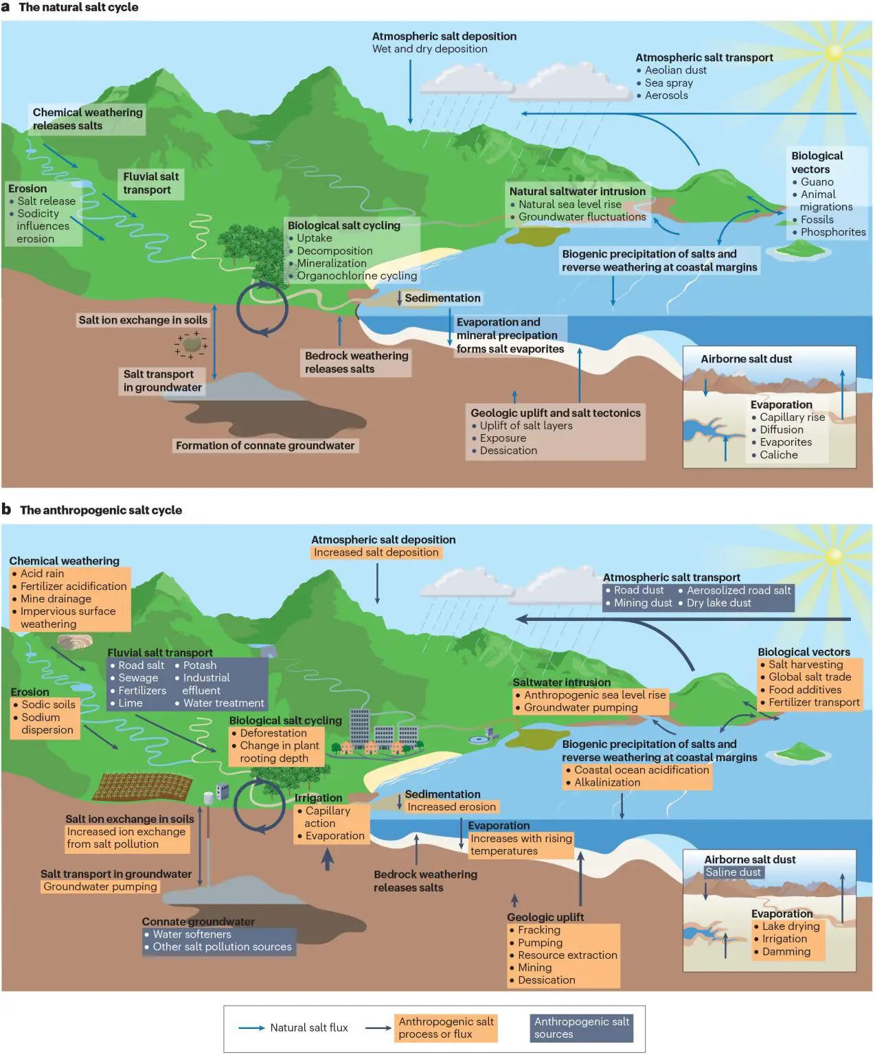 Humans-Are-Disrupting-Natural-Salt-Cycle-Graphic-1274x1536.webp