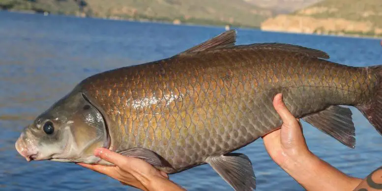 Century-Old-Buffalofish-777x389.webp