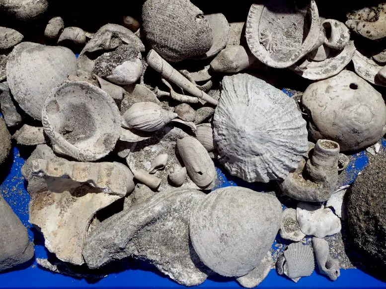 Mangere-Wastewater-Treatment-Plant-Fossils-777x583.webp