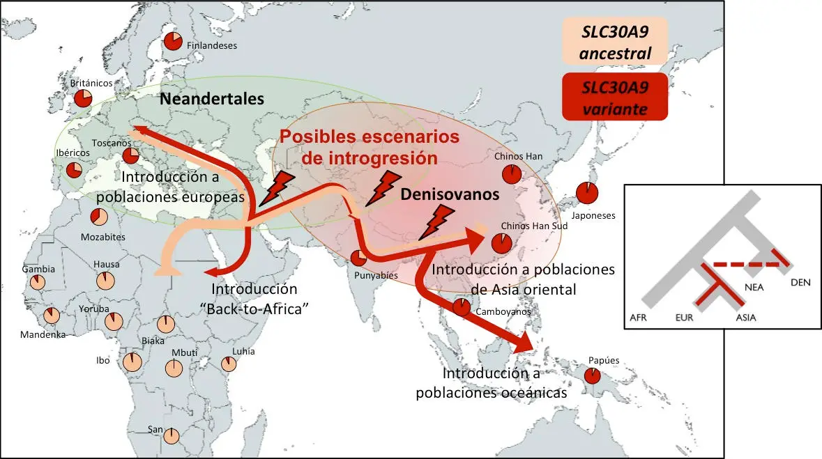 Geographical-Distribution-of-the-Substitution-Identified-in-the-SLC30A9-Gene-in-Current-Human-Populations-and-Possible-Scenarios-of-Denisovan-Introgression.webp