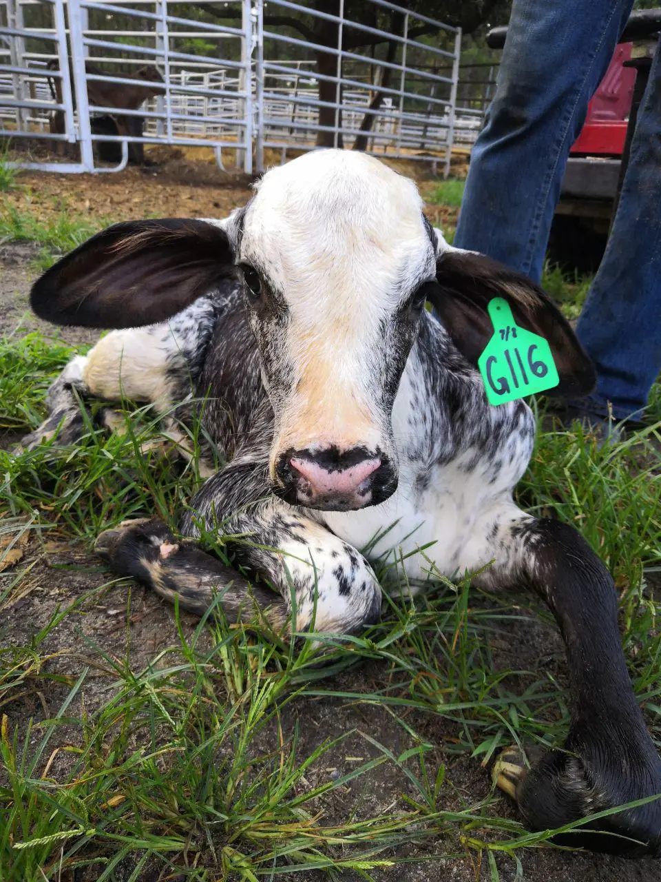 Half-Blood-Holstein-X-Gyr-Calf.webp