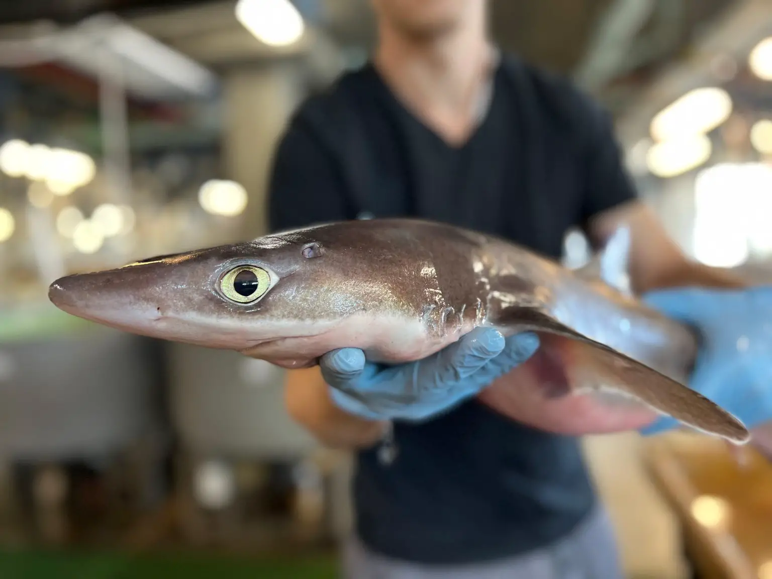 Spiny-Dogfish-1536x1152.webp