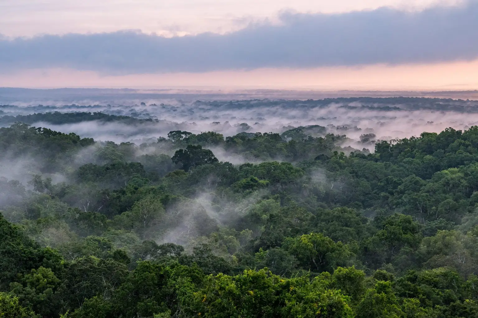 Forest-in-Tikal-National-Park-1536x1024.webp