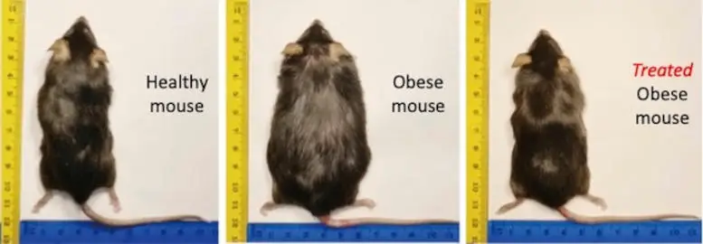 Thyromimetic-Drug-Obese-Mice-Before-After.webp