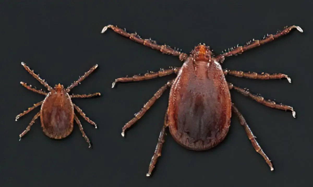 Asian-Longhorned-Ticks.webp