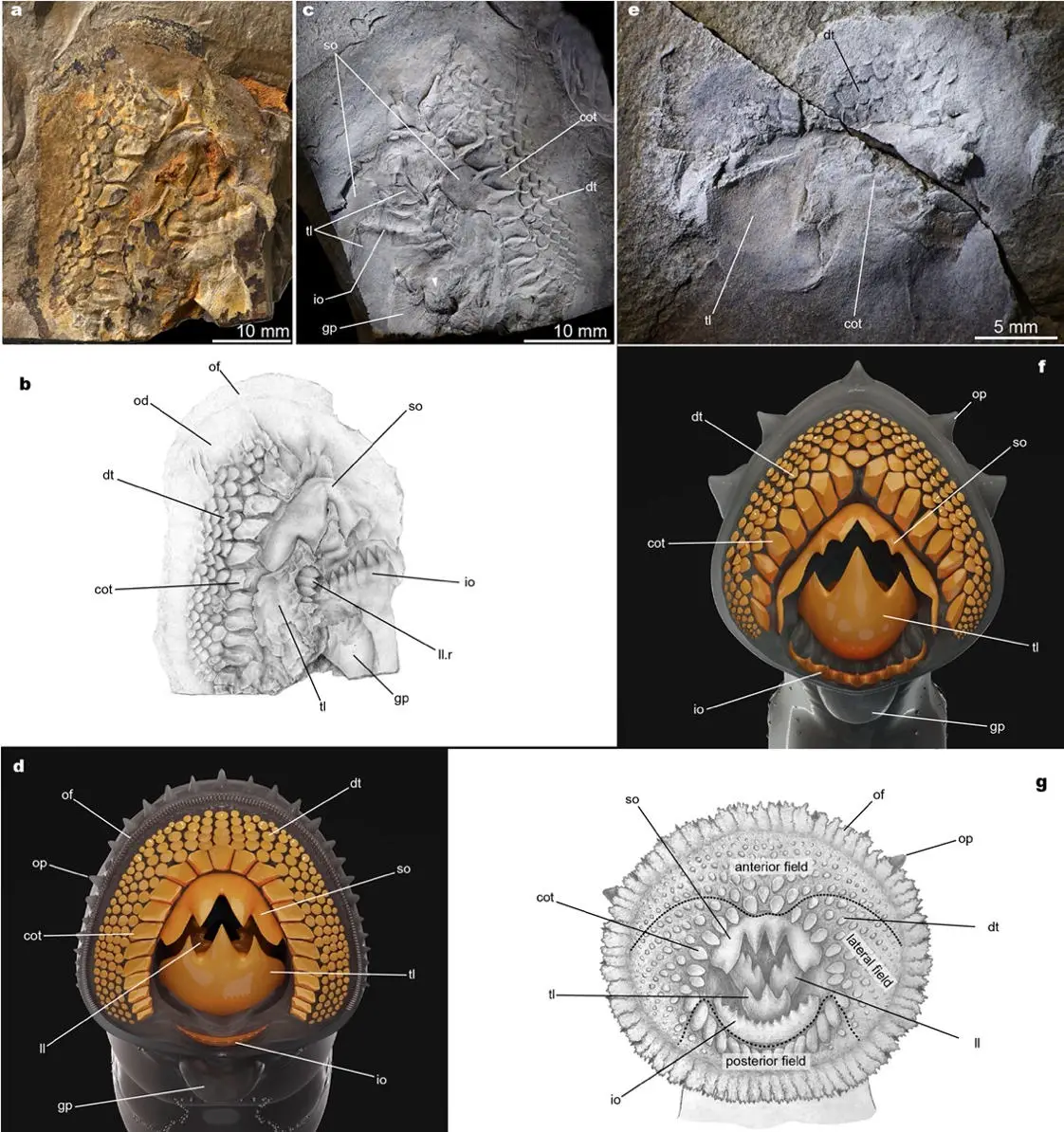 The-Teeth-of-the-Jurassic-Lampreys-Yanliaomyzon-and-Those-of-the-Living-Pouched-Lamprey-Geotria-australis.webp