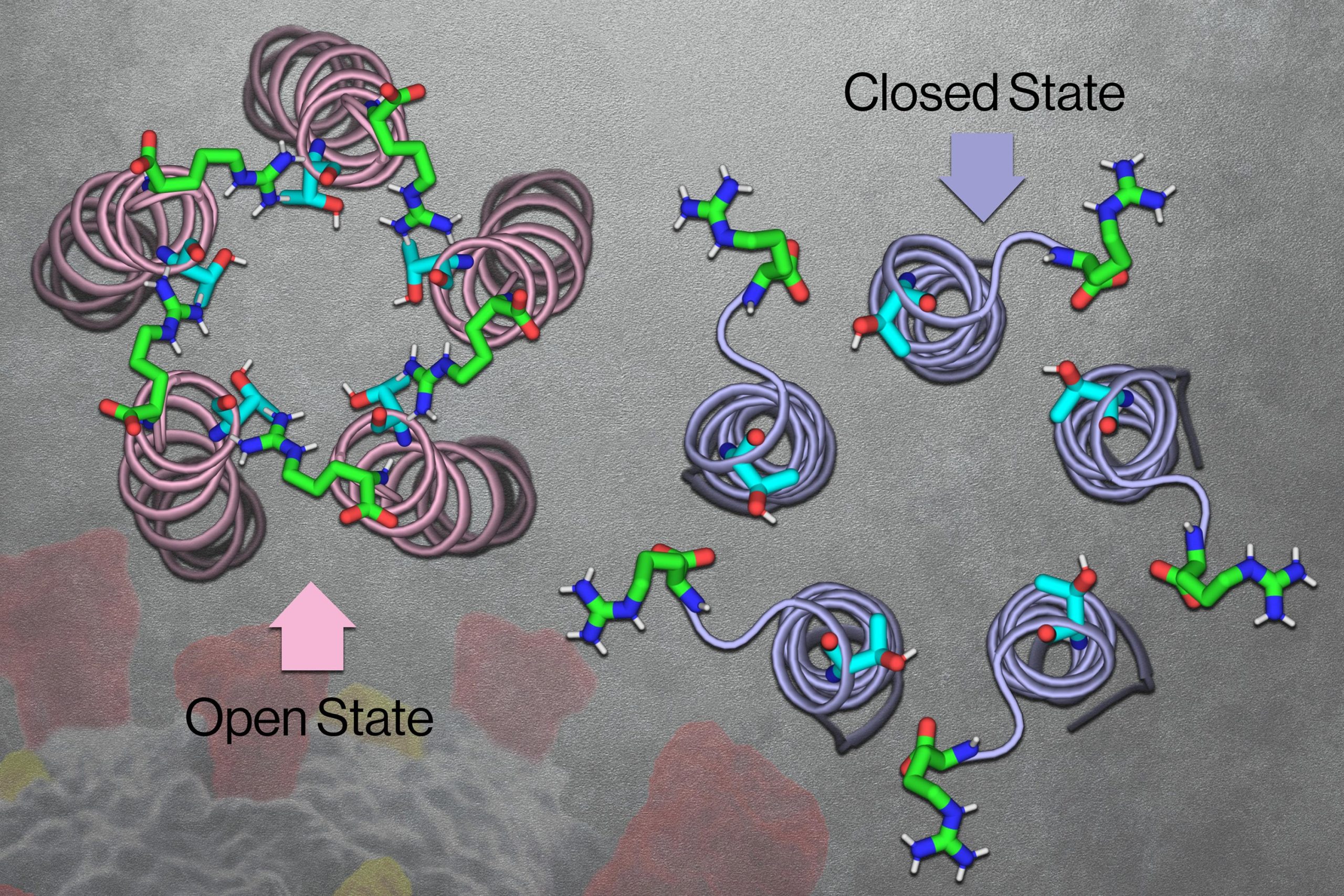 Targeting-Coronavirus-Ion-Channel-scaled.jpg