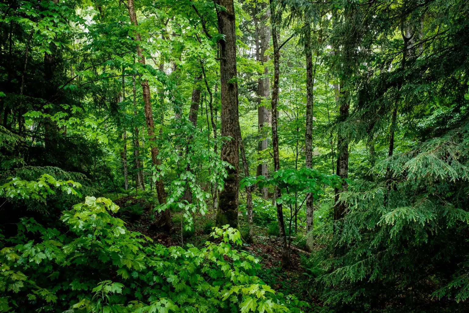 Lush-Green-Forest-1536x1024.webp
