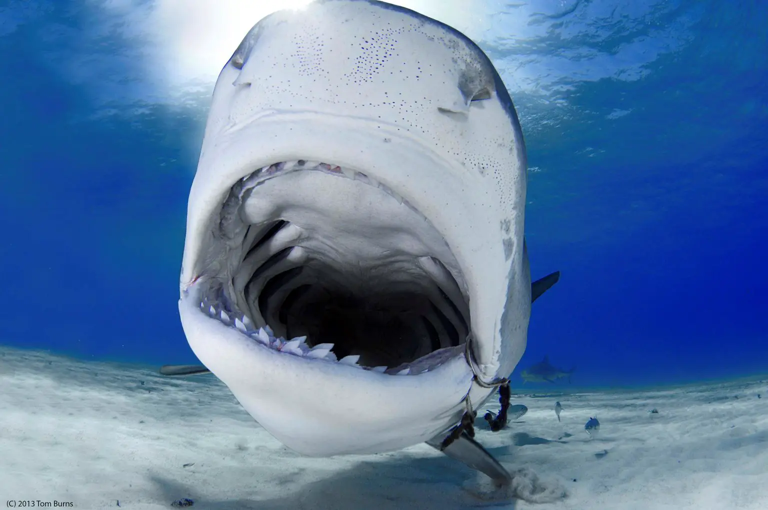 Tiger-Shark-Close-1536x1020.webp