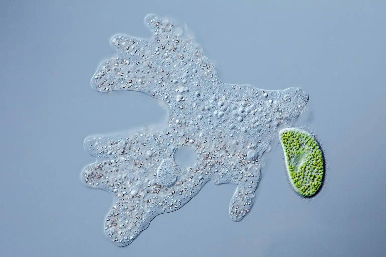 Amoeba-Proteus-1536x1024.webp
