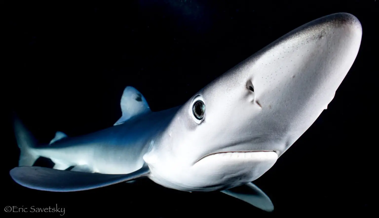 Blue-Shark-Offshore-1-1536x884.webp