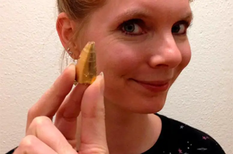 Femke-Holwerda-Mosasaur-Tooth.webp
