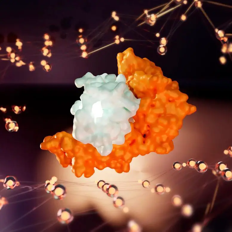 Human-Leukocyte-Antigen-B-Interacts-With-SARS-CoV-2-777x777.webp