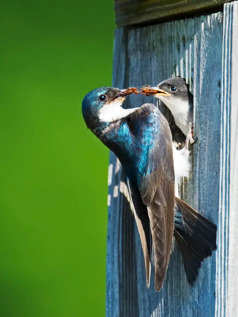 Tree-Swallow-Feeding-Chick-768x1024.webp