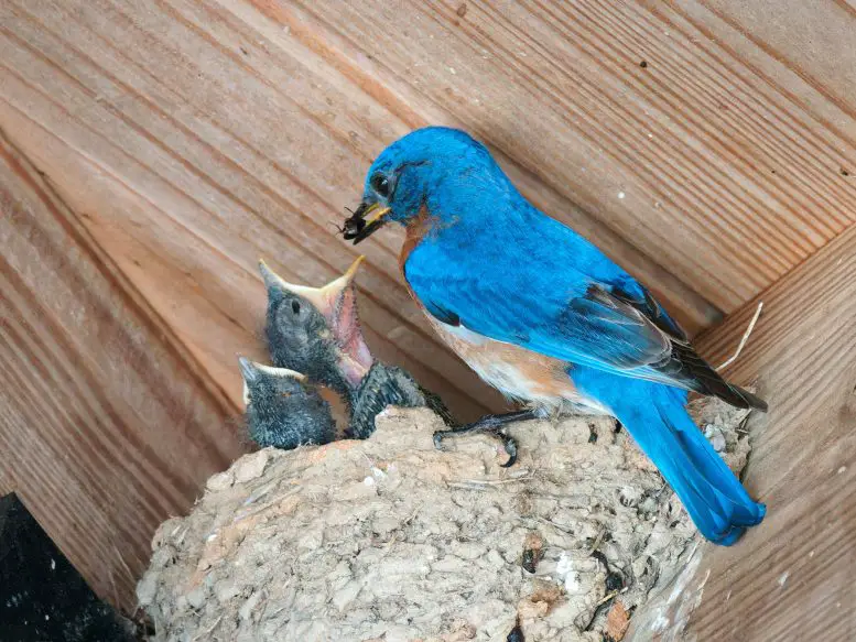 Eastern-Bluebird-777x583.webp