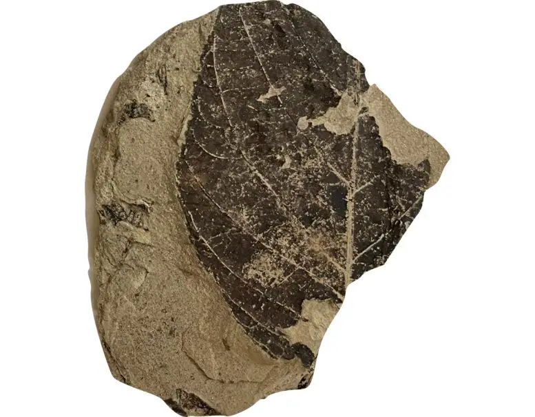 Veined-Leaf-Fossil-Extinct-Cycad-777x606.webp