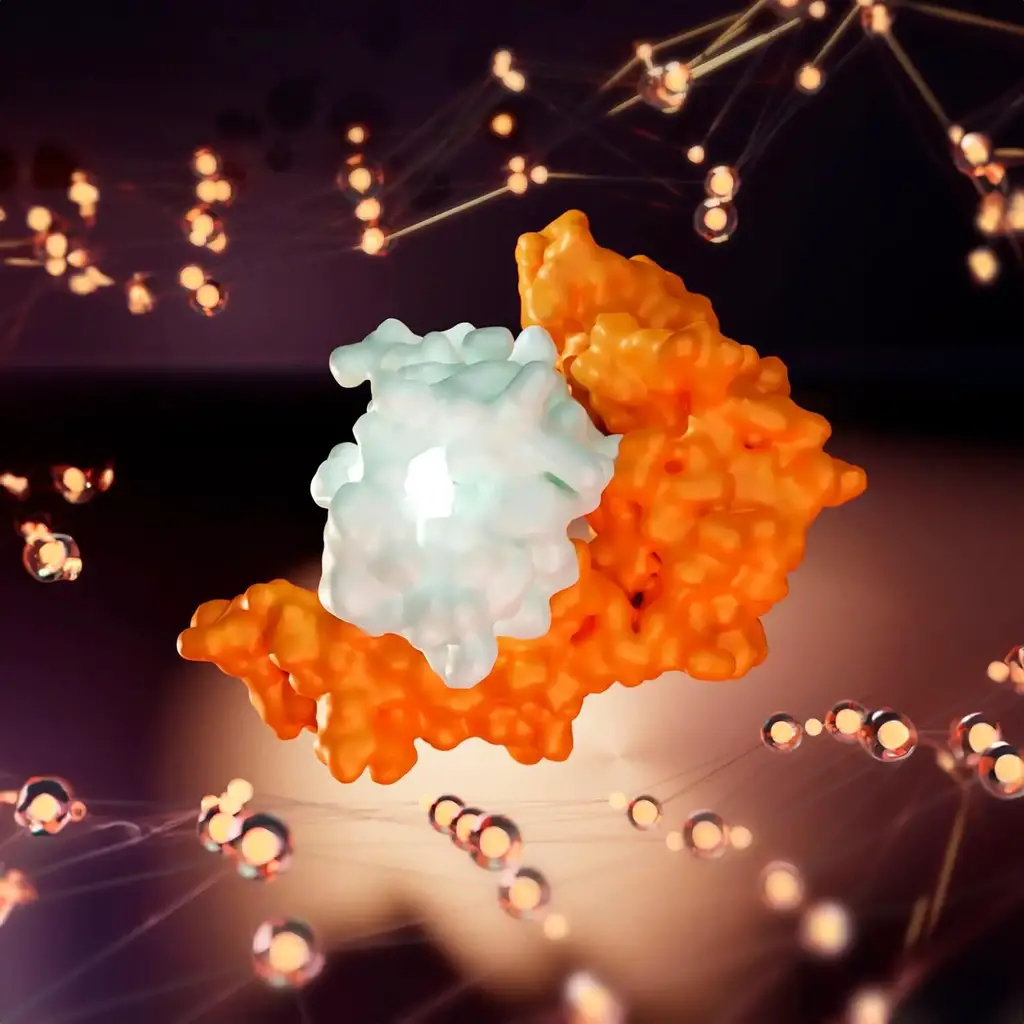 Human-Leukocyte-Antigen-B-Interacts-With-SARS-CoV-2.webp