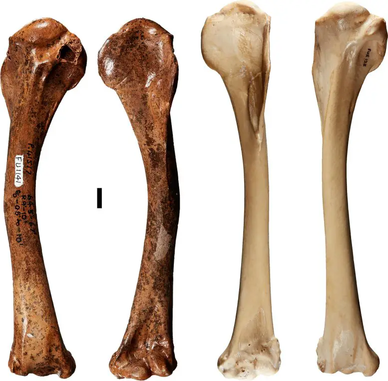The-Humerus-of-the-Newly-Described-Dynatoaetus-pachyosteus-Compared-to-That-of-the-Living-Wedge-Tailed-Eagle-777x763.webp