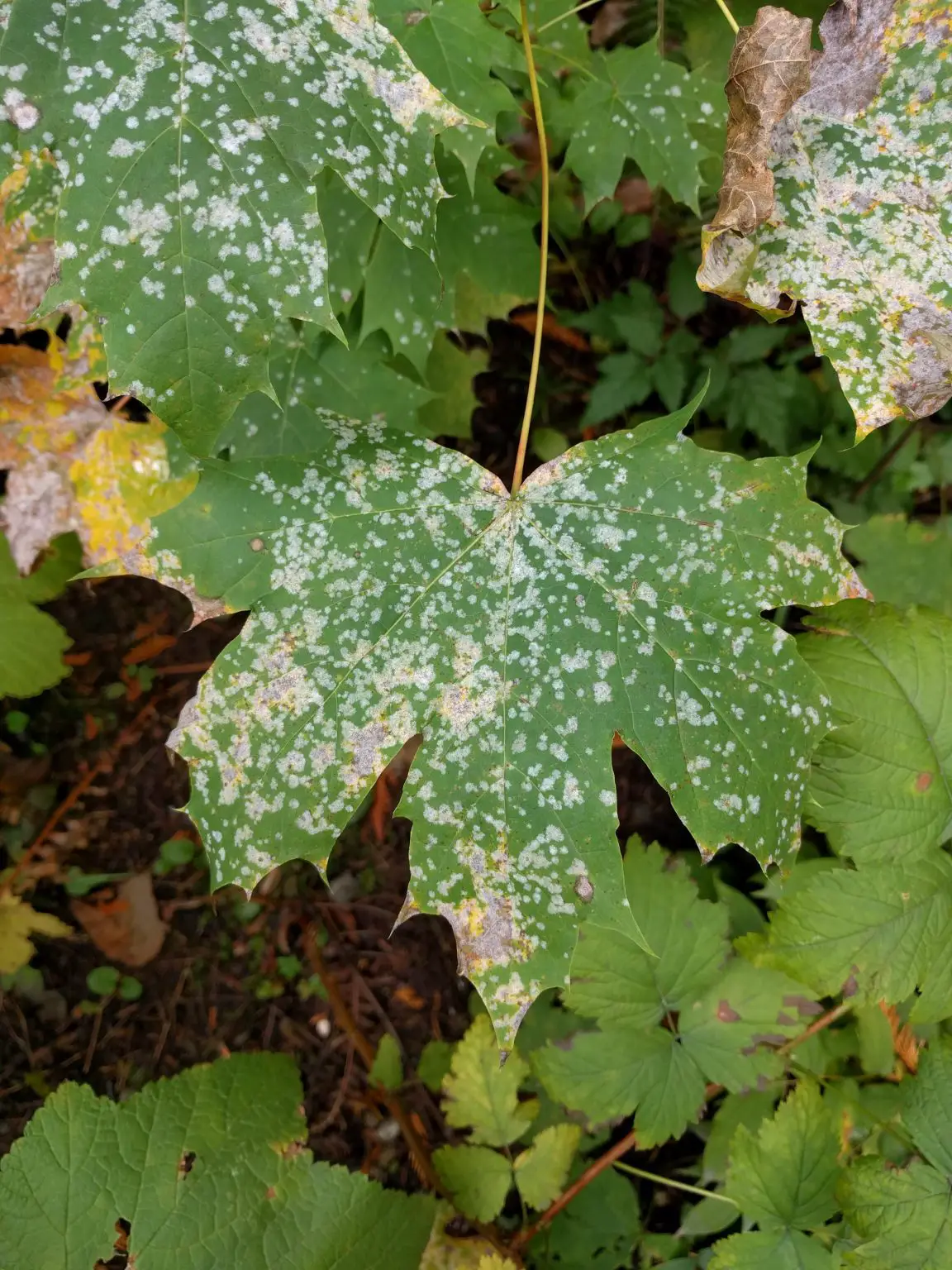 Powdery-Mildew-on-Maple-1152x1536.webp