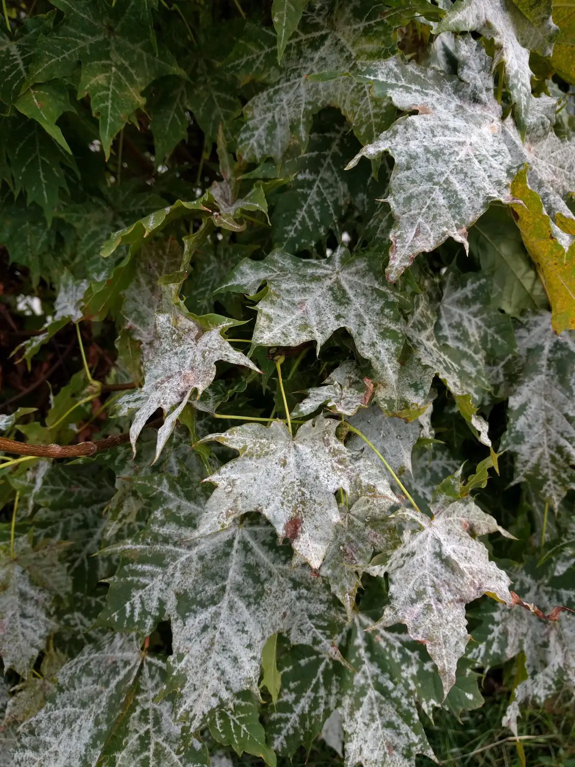 Powdery-Mildew-on-Maple-Vancouver-1152x1536.webp