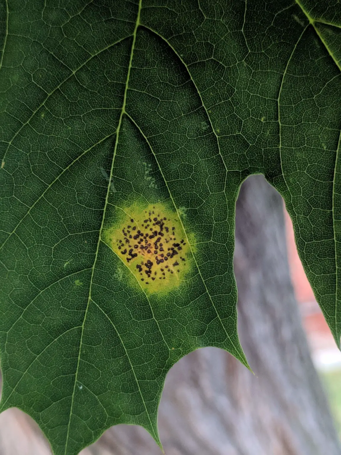 Tar-Spot-on-Maple-1152x1536.webp
