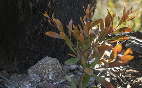 Plant_Landscape_498x310.jpg