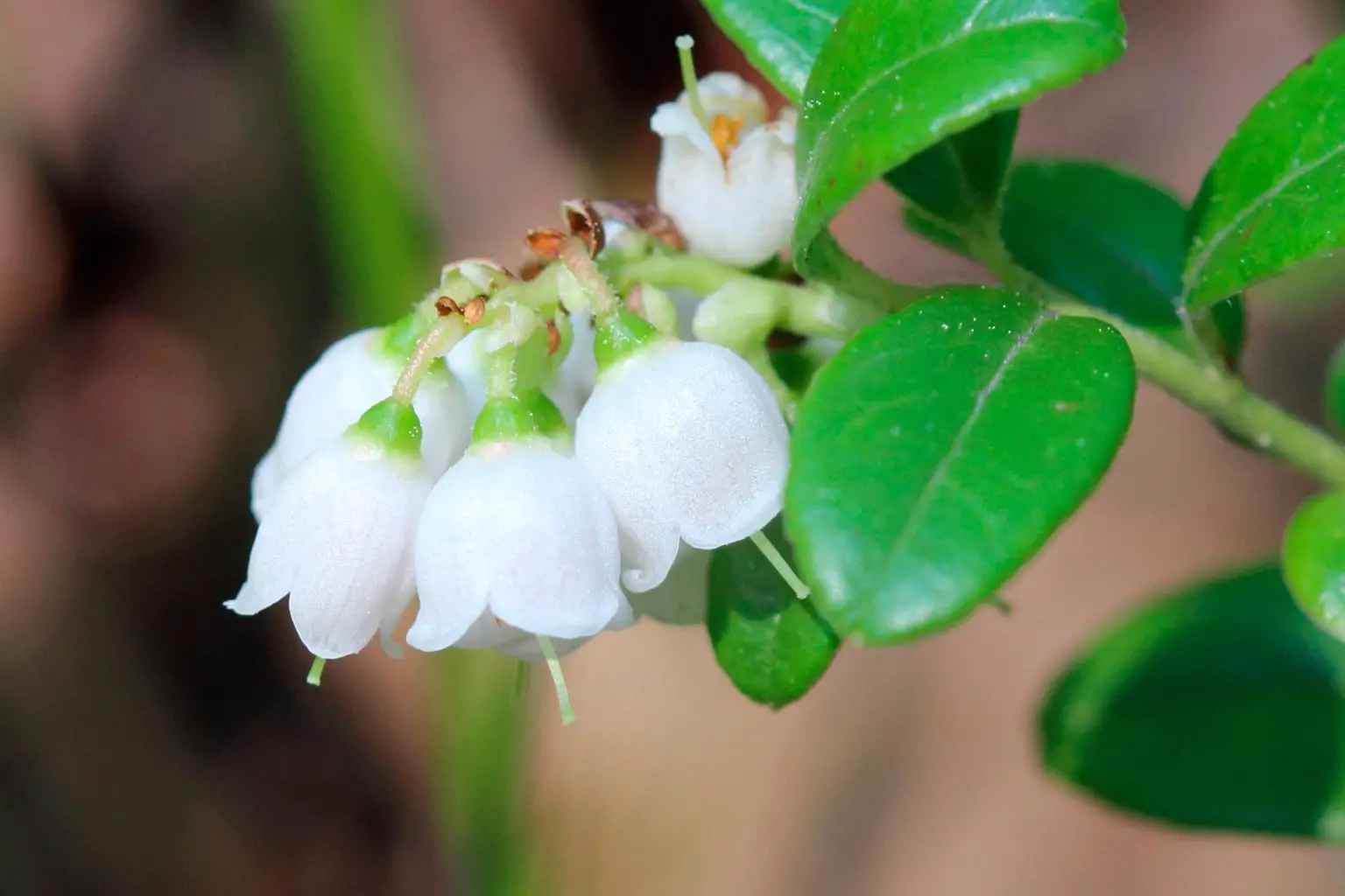 Cranberry-Blossoms-1536x1024.webp