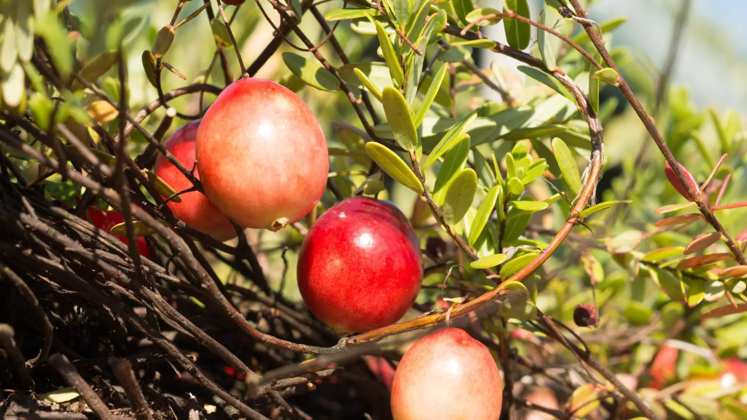 Cranberries-Growing-on-Vines-1536x864.webp