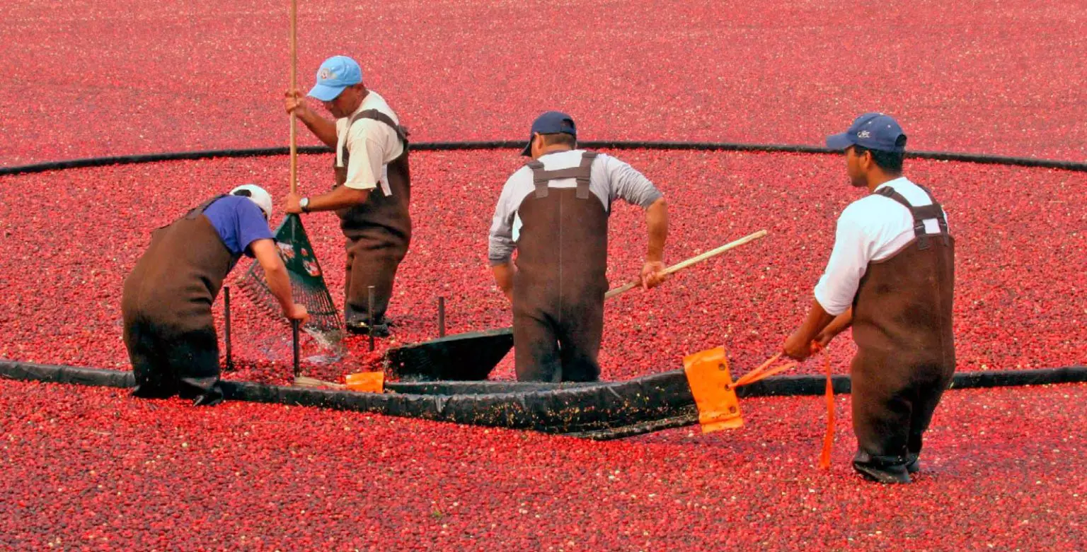 Cranberry-Harvest-Nantucket-1536x781.webp