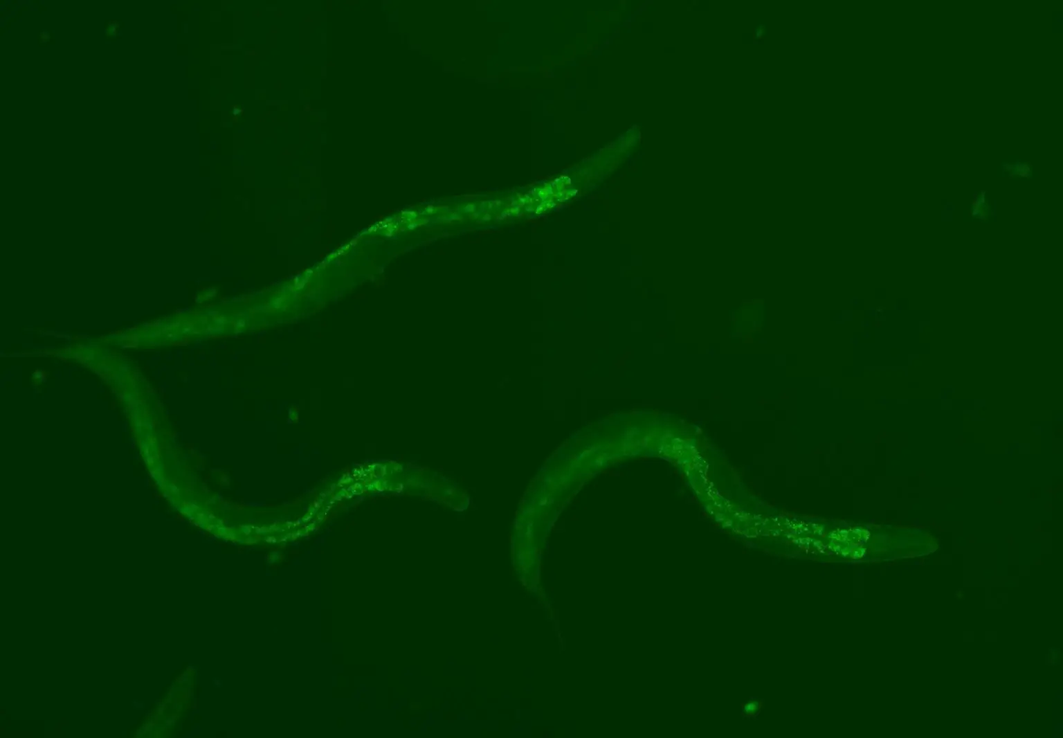 Reinforced-Piwi-piRNA-Pathway-Worms-1536x1066.webp