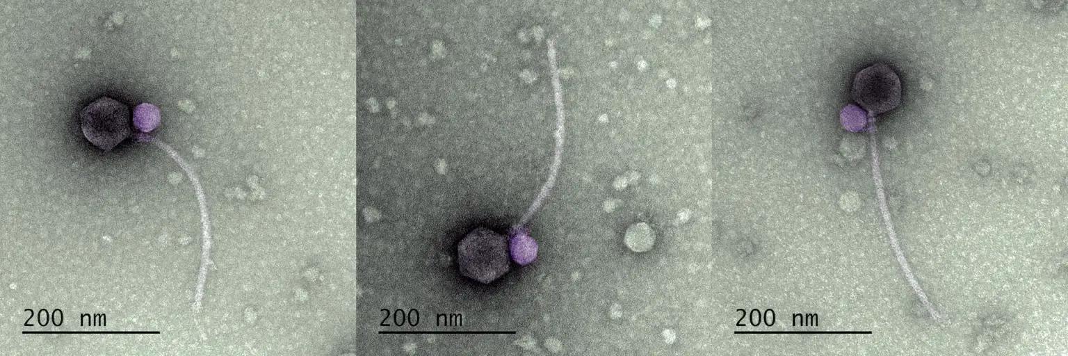 Vampire-Viruses-MiniFlayer-1536x512.webp